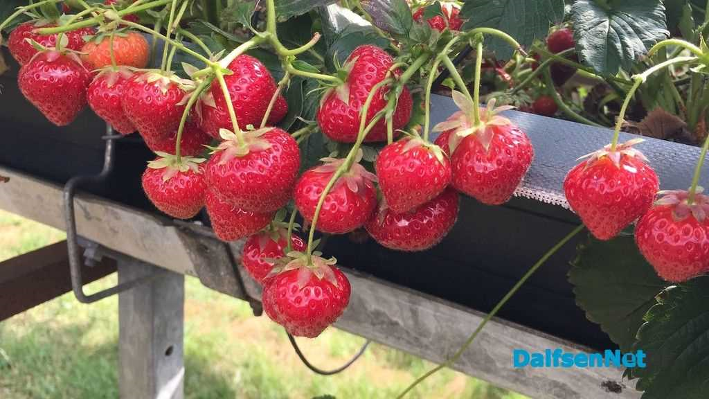 Aardbeien plukken - tips, technieken en trucs voor een succesvolle oogst