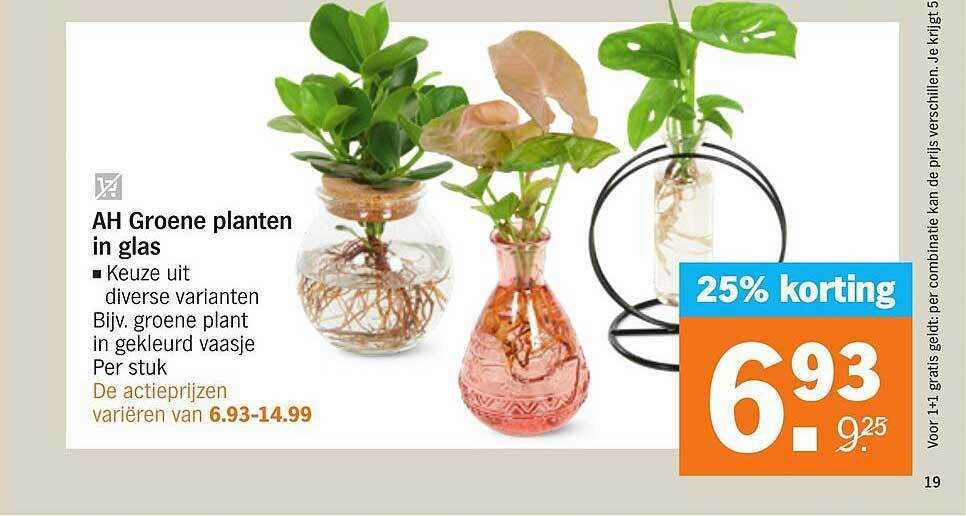 Albert Heijn biedt een breed scala aan plantjes voor een groenere leefomgeving