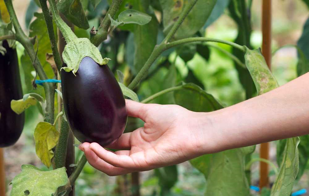 Aubergine telen - tips en tricks voor een succesvolle oogst