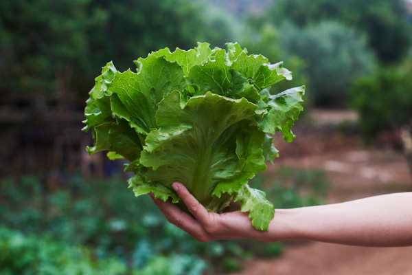 Waarom biologische groenten kopen een gezonde en duurzame keuze is