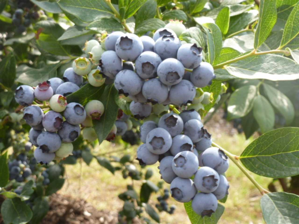 Bessenplant - alles wat je moet weten over deze smakelijke en gezonde plant