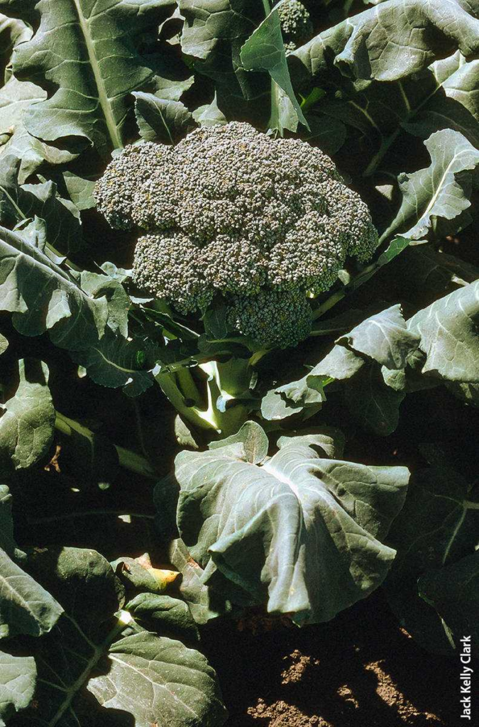 Broccoliplant klein - tips voor het kweken van je eigen mini-broccoliplant