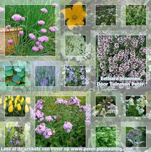 Broccoli bloemen zijn eetbaar en heerlijk in diverse gerechten