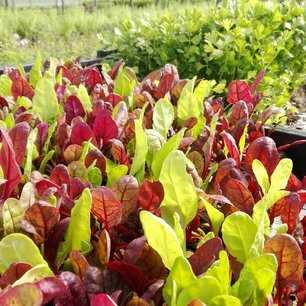 Biologische groenteplantjes kopen - gezond en duurzaam genieten van eigen oogst