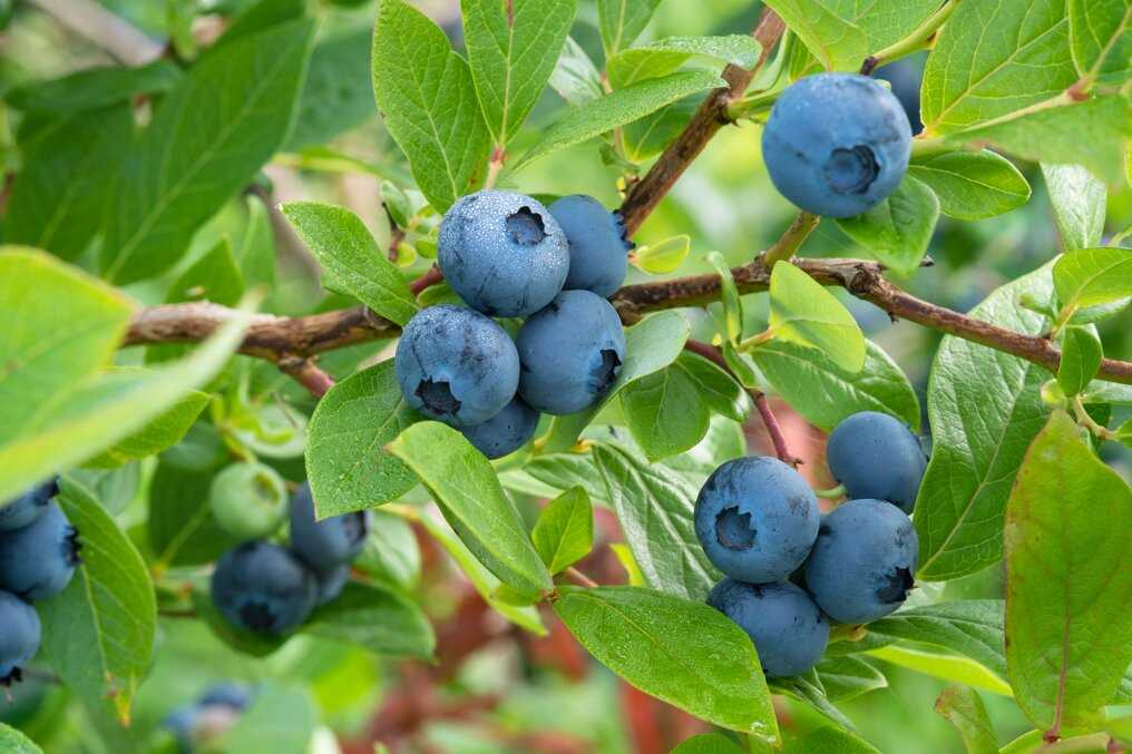 Alles wat je moet weten over het kweken en verzorgen van een blauwe bessenstruik in je eigen tuin