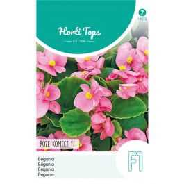 Hoe begonia's te zaaien - stapsgewijze handleiding voor beginners