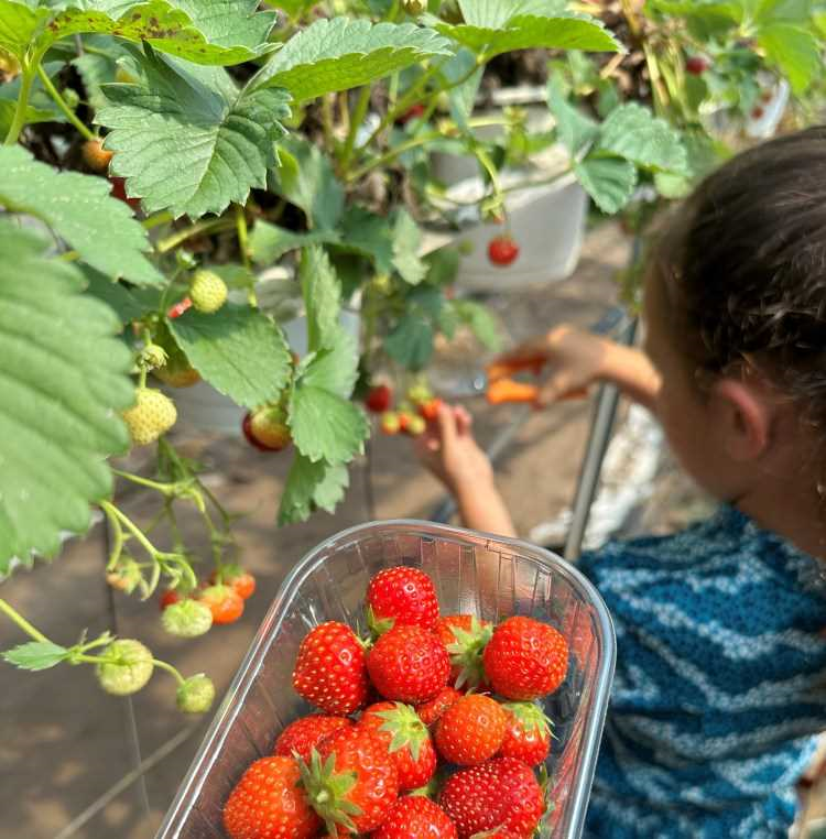 Aardbeien plukken in Zuid-Holland - geniet van de heerlijkste verse aardbeien rechtstreeks van het veld