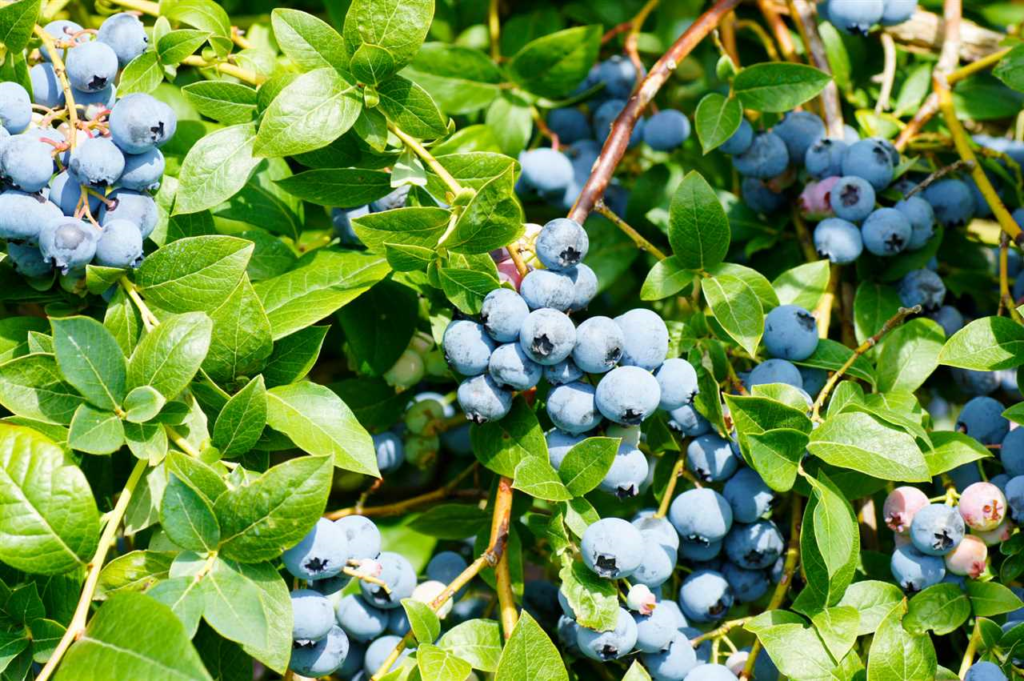 Blauwe bes - een gezonde en smakelijke toevoeging aan je dieet