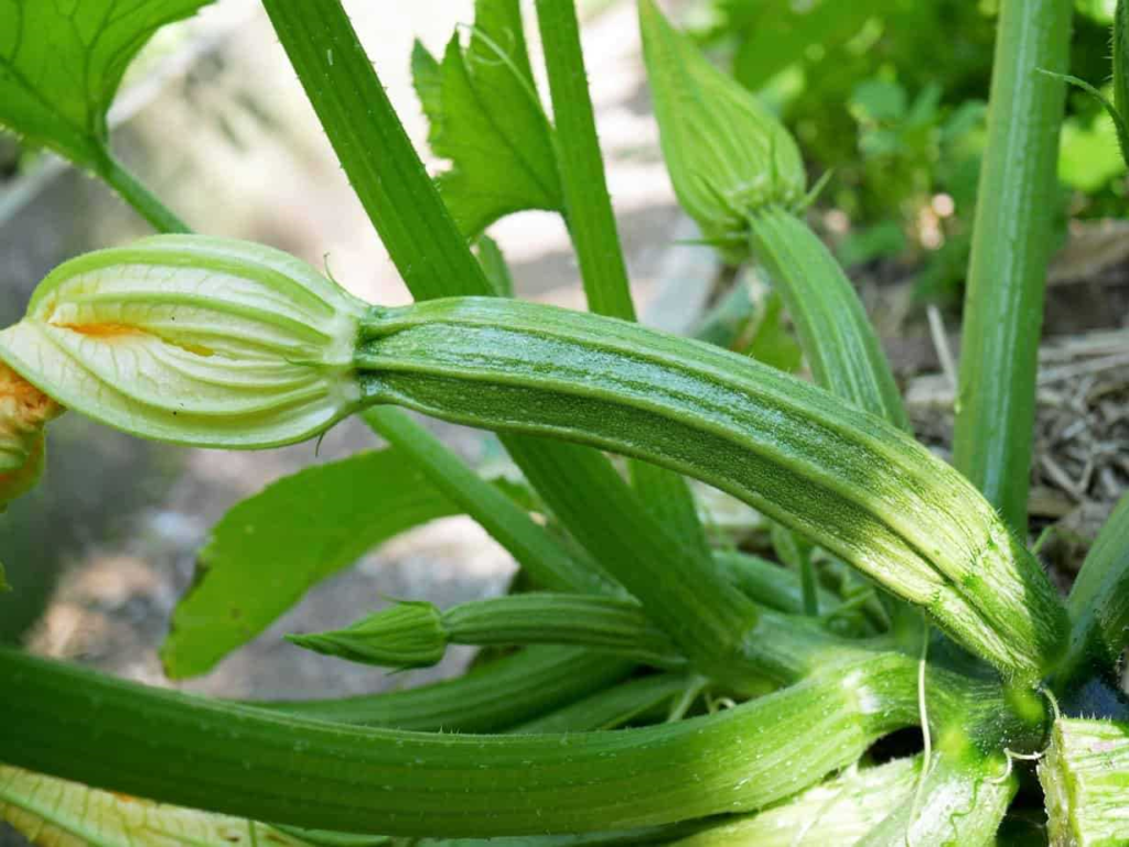 Courgette dieven - hoe voorkom je dat je courgettes gestolen worden uit je moestuin?