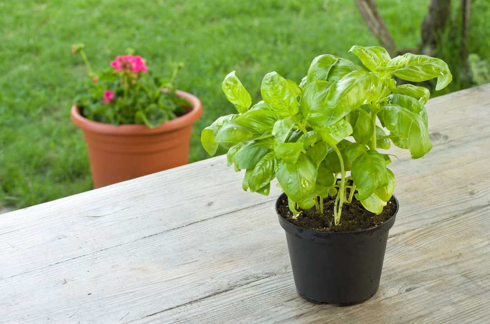 Basilicum plant - alles wat je moet weten over deze veelzijdige kruidenplant