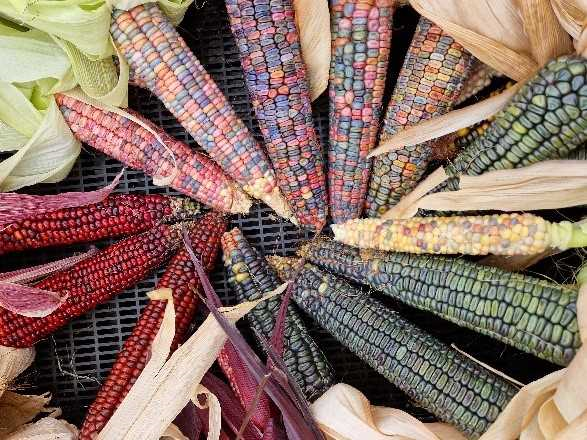 Gekleurde mais - een kleurrijke en verrassende ontdekking in de landbouw