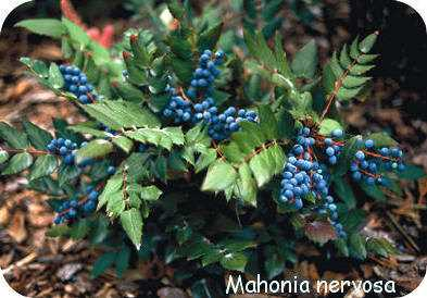 Alles wat je moet weten over het kweken van een blauwe bessen plant in je eigen tuin