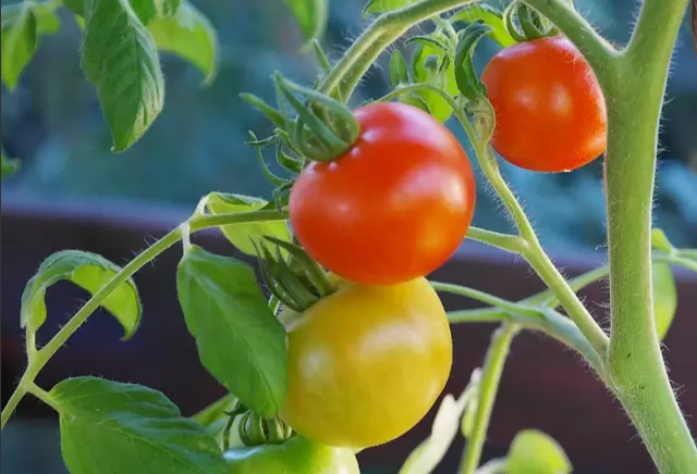 Kweek je eigen cherrytomaten binnenshuis en geniet het hele jaar door van verse tomaten