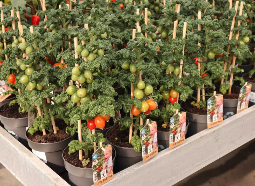 Waar en hoe groenteplantjes kopen voor een gezonde moestuin? Tips en advies!