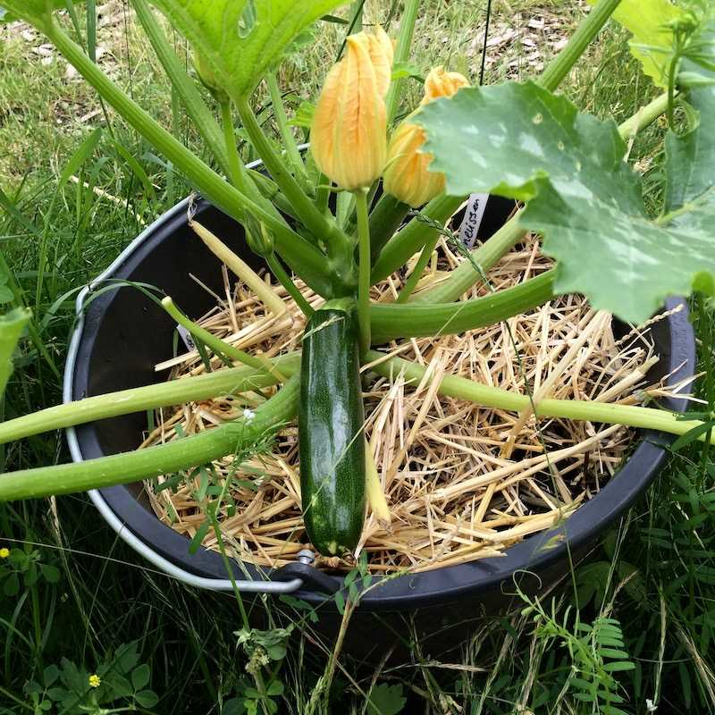 Wanneer courgette zaaien? De beste tijd om courgette te planten