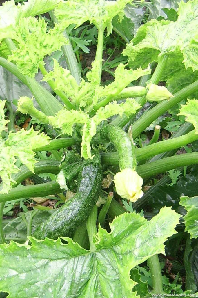 Courgette bladeren - alles wat je moet weten over de bladeren van courgetteplanten