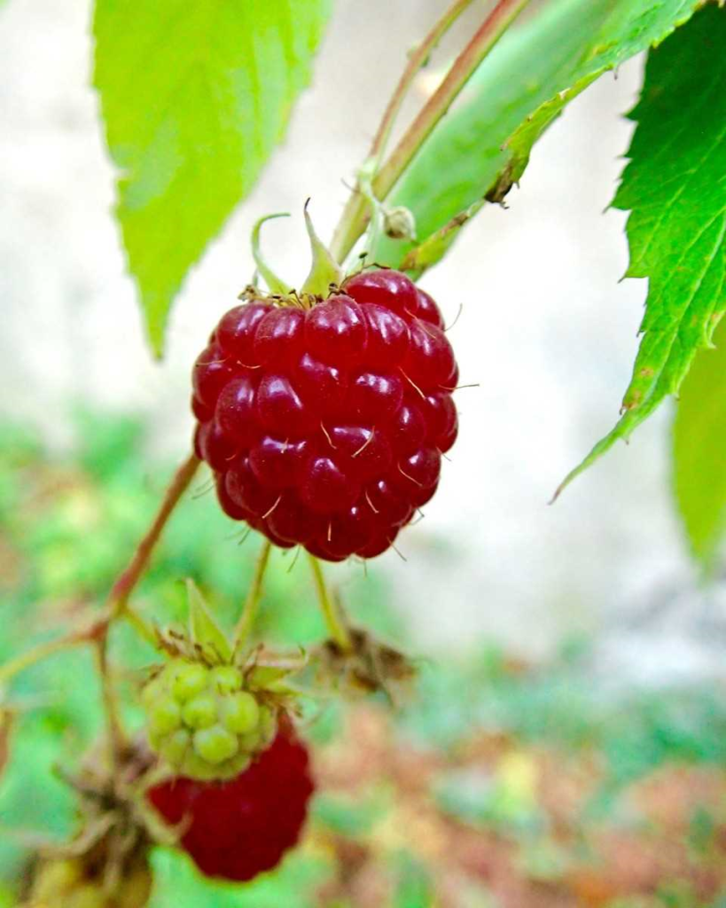 Frambozen water geven - tips en tricks voor een gezonde groei van je frambozenplanten