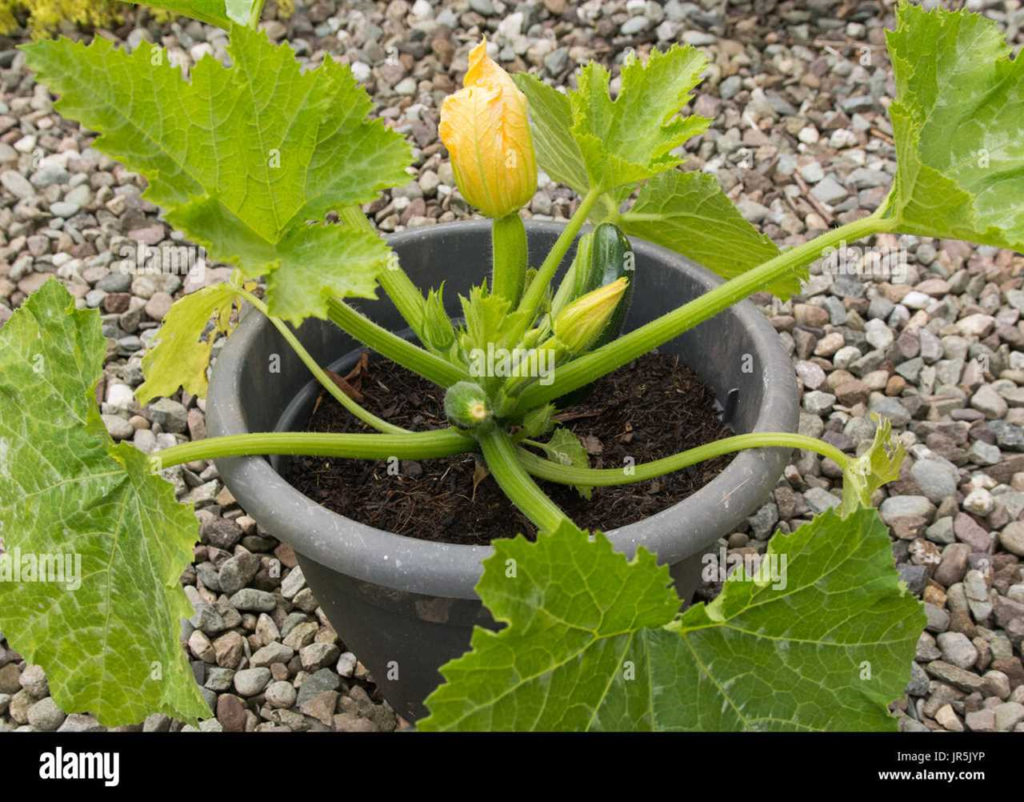 Courgettes kweken in een pot voor beginners - een stapsgewijze handleiding