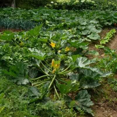 Hoe zorg je voor een gezonde en productieve courgetteplant in je tuin