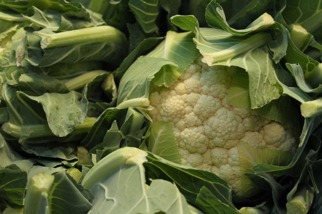 Hoe groeit broccoli? Bekijk het filmpje en ontdek het hele proces van zaadje tot oogst!
