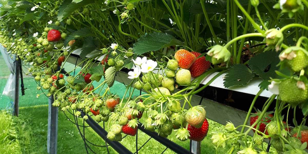 Bronsink aardbeien - de beste aardbeien rechtstreeks van de boerderij