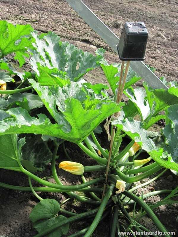 Courgetteplanten - tips voor het kweken en verzorgen van gezonde en productieve planten