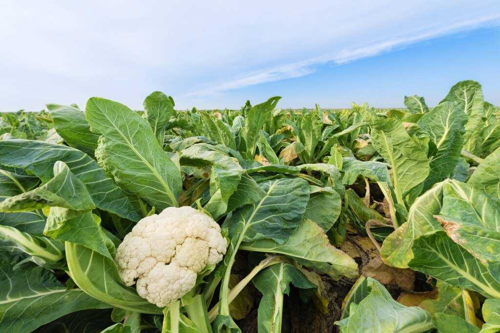 Hoe groeit een bloemkool en wat zijn de belangrijkste stappen in het groeiproces van deze populaire groente?