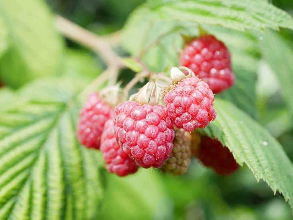 Waarom het geven van water aan frambozenplanten essentieel is voor een gezonde groei