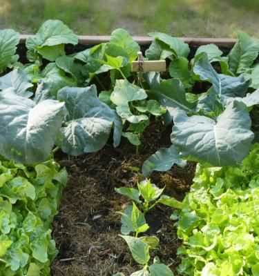 Makkelijk te kweken groenten voor beginners - ontdek de eenvoudigste en meest succesvolle opties voor jouw moestuin