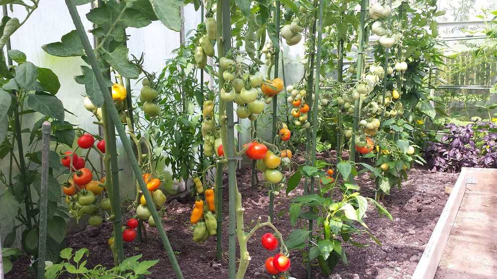 Hoeveel blad verwijderen bij tomaten voor een optimale groei en oogst