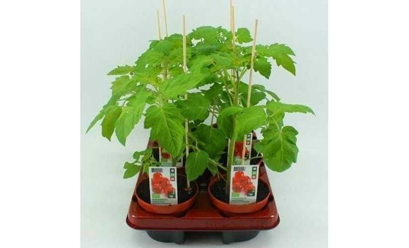 Cherry tomaten plant - tips voor het kweken en verzorgen van heerlijke tomaten