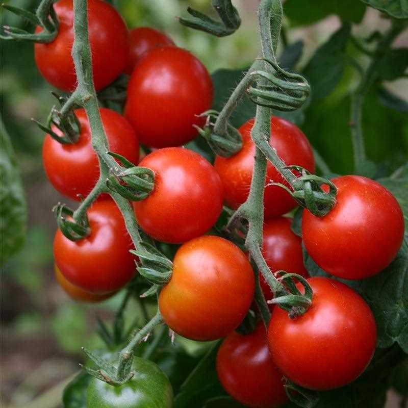 Cherrytomaten dieven - tips en trucs voor een overvloedige oogst