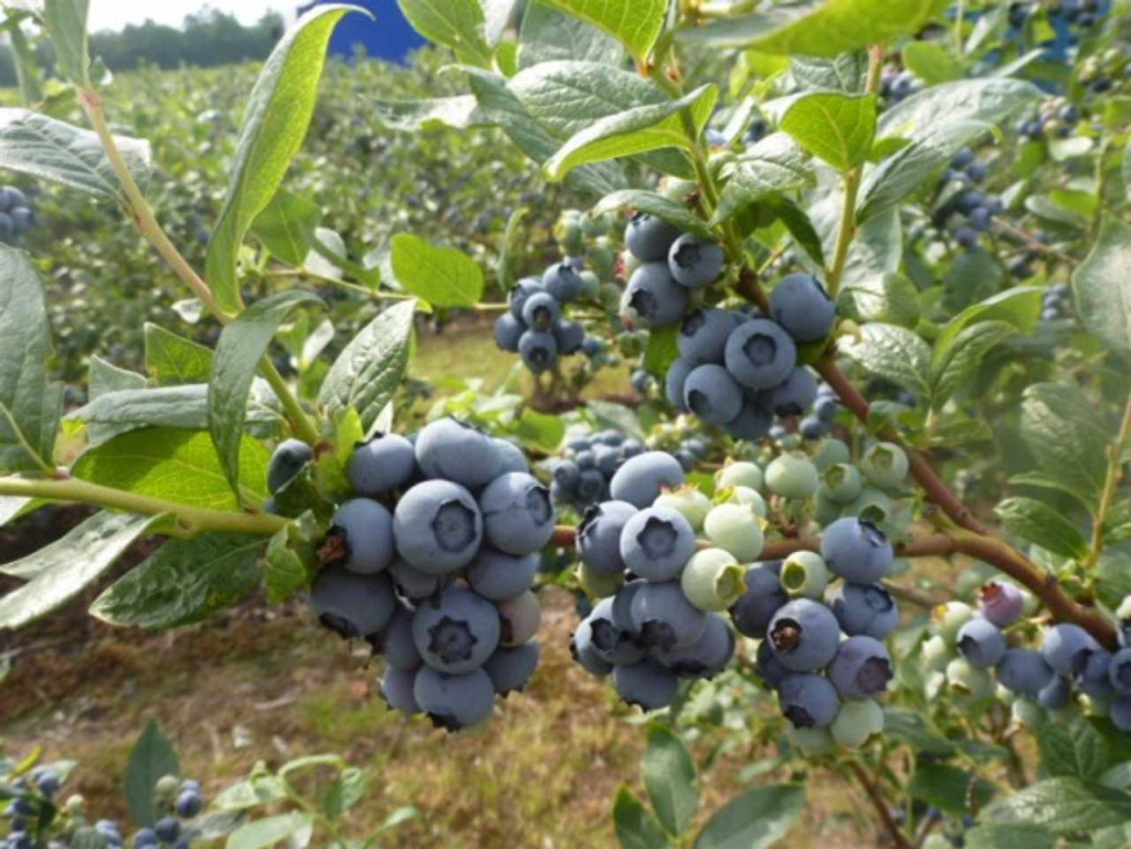 Grote blauwe bessen - de voordelen, smaak en recepten