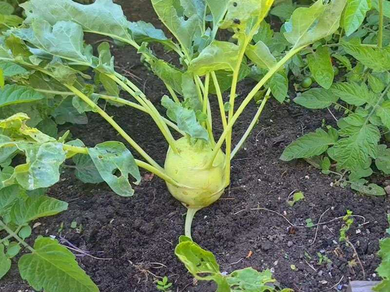 Hoe kweek je koolrabi in je eigen moestuin? Ontdek de beste tips en trucs!