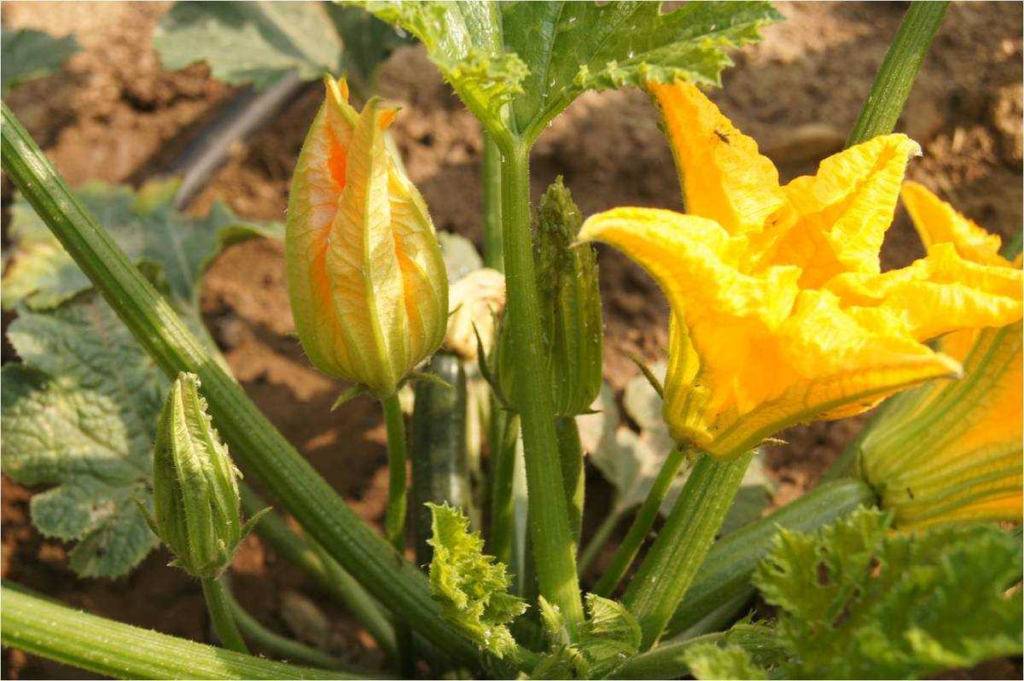 Bloem courgetteplant - tips voor een overvloedige oogst