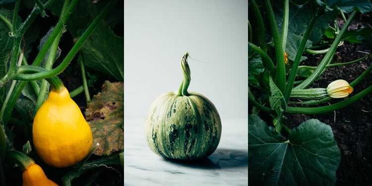 Courgette water geven - tips en richtlijnen voor een gezonde groei van je courgetteplanten