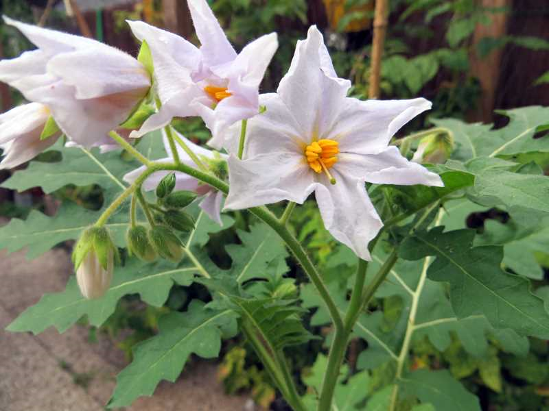 Bloemen tomatenplant - de voordelen van bloeiende tomatenplanten voor je tuin