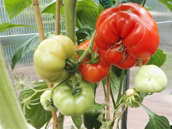 Rijpen tomaten na plukken - tips en trucs voor het perfect rijpen van je tomaten