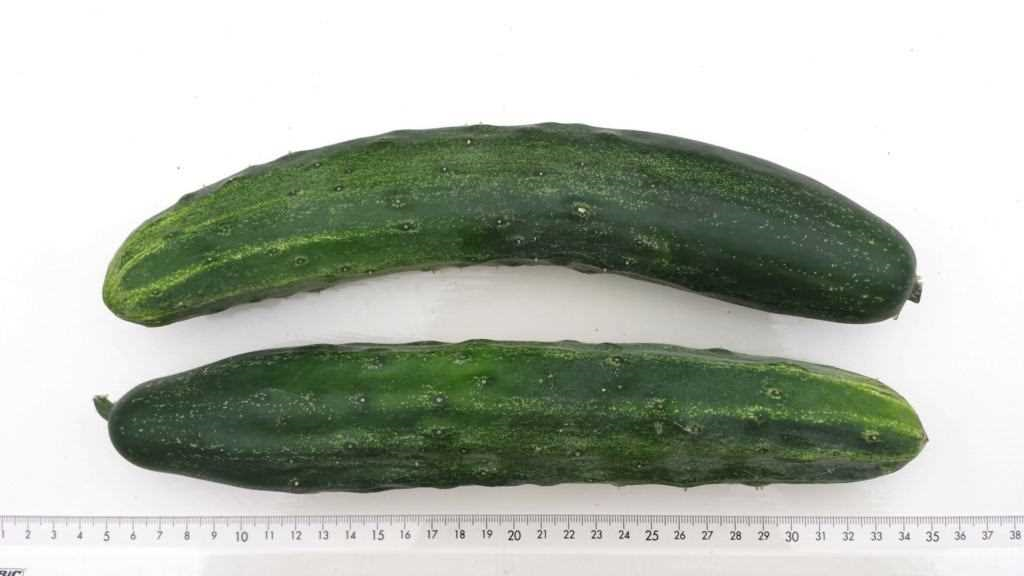 Komkommer uit eigen tuin - tips voor het kweken en oogsten van verse komkommers