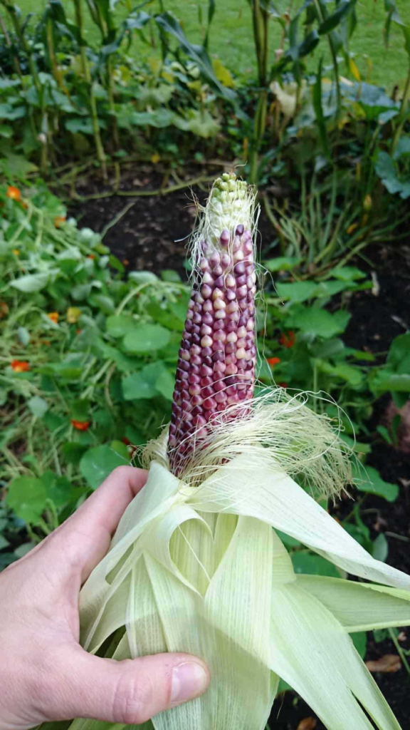 Mais planten of zaaien - tips en advies voor een succesvolle oogst