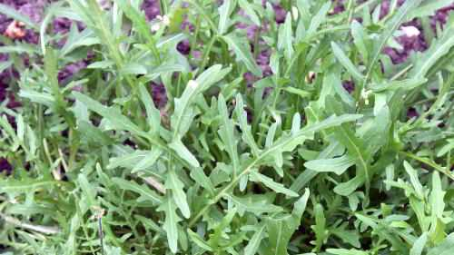 Hoe rucola oogsten en genieten van verse, smaakvolle bladeren