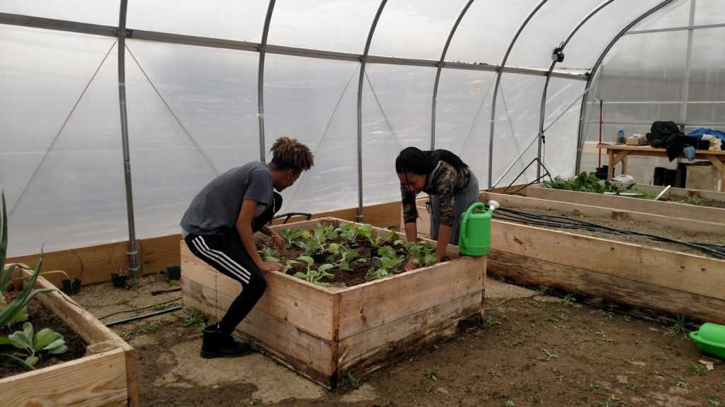 Micro farming - een duurzame en winstgevende manier om voedsel te verbouwen in stedelijke gebieden