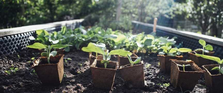 Welke planten kunnen het beste samen worden geplant in een moestuin?