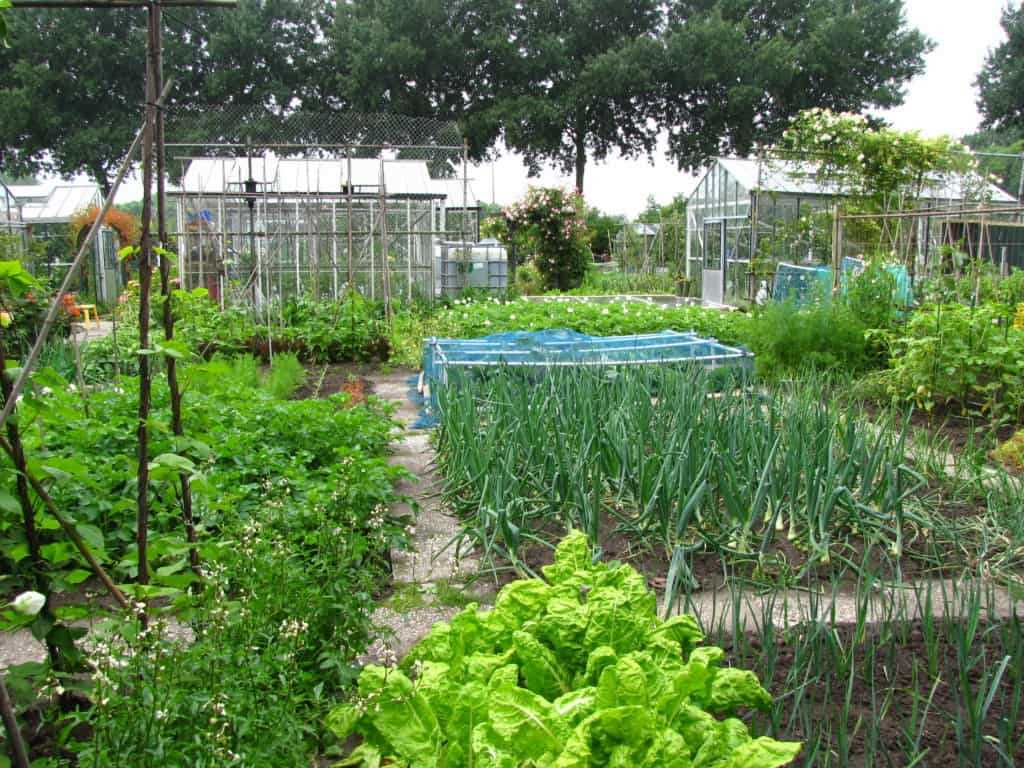 Huur een moestuin en geniet van verse groenten uit eigen tuin