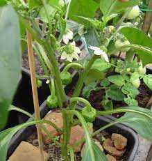 Paprikaplant welkoop - tips voor het kweken van gezonde paprikaplanten