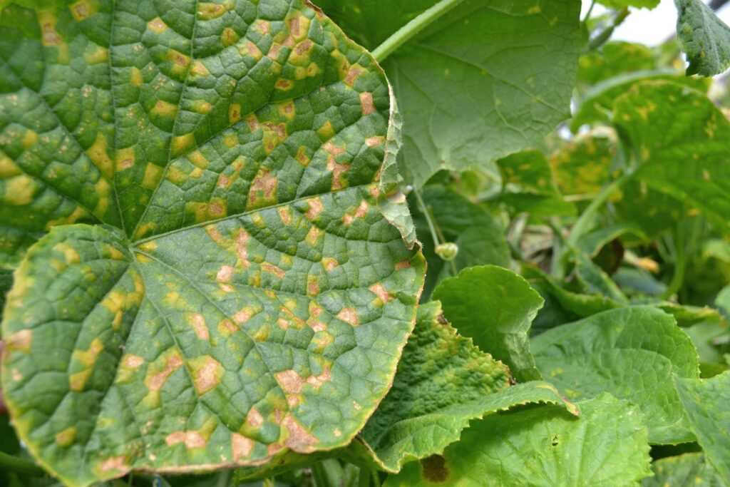 Effectieve methoden om meeldauw op kamperfoelie te bestrijden en je tuin te beschermen