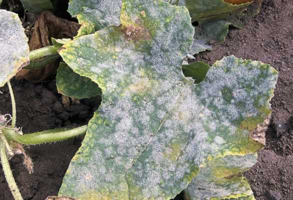 Effectieve methoden om meeldauw te bestrijden en je planten gezond te houden