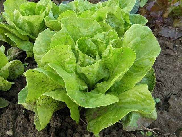 Hoe groeit ijsbergsla en hoe kun je het zelf kweken in je eigen tuin