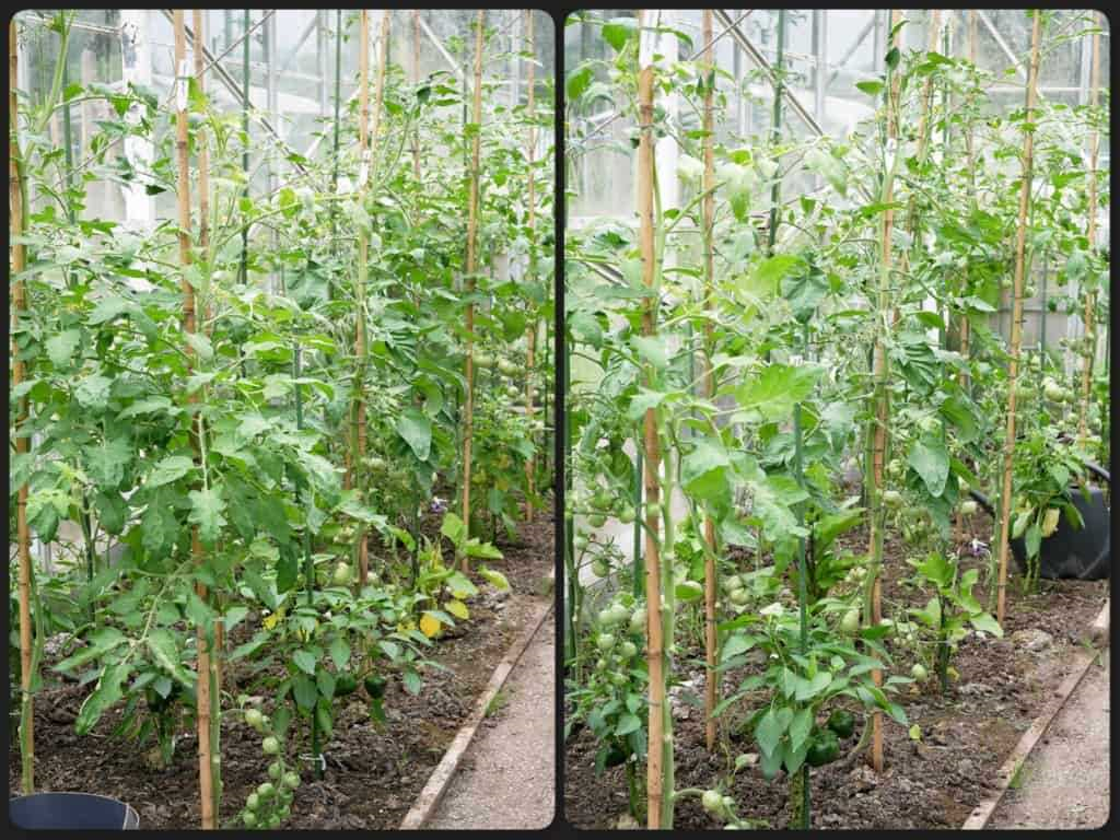 Hoe hoog kan een tomatenplant groeien en hoe kun je dit beïnvloeden?