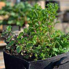 Muntplant in pot - tips voor het kweken van verse munt in je eigen tuin